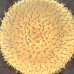 Plants: image 3 0f 4 thumb